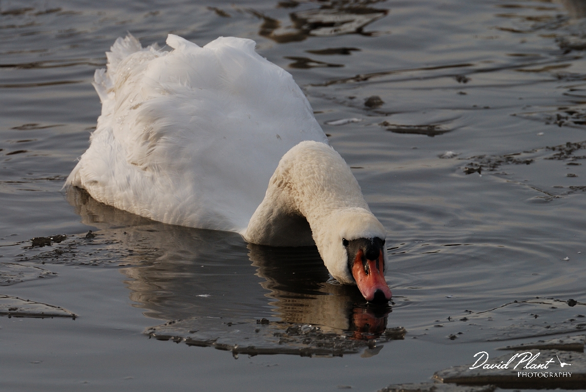 David Plant Photography - Wildlife Photographer - Mute swan drinking - M.jpg - Mute swan drinking - Welney